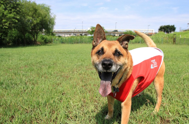 f:id:mamimami_LA:20150819092727j:plain