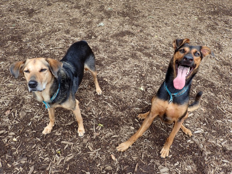 f:id:mamimami_LA:20150903090700j:plain