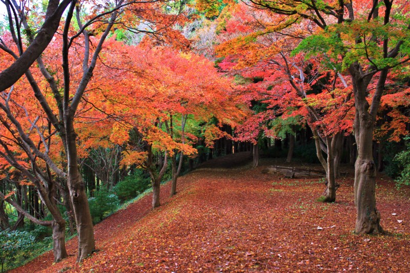 f:id:mamimami_LA:20151120105253j:plain f:id:mamimami_LA:20151120105253j:plain