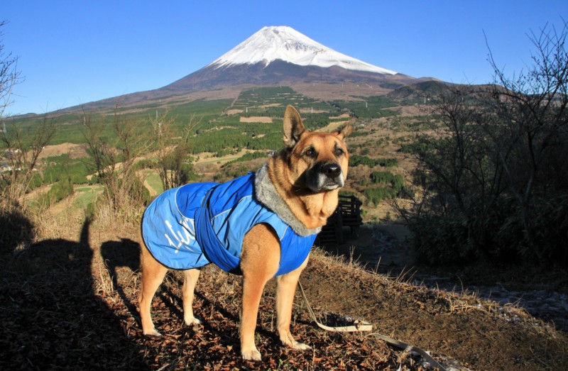 f:id:mamimami_LA:20151128081041j:plain