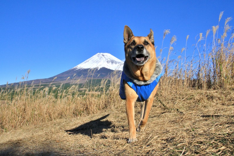 f:id:mamimami_LA:20151128084909j:plain