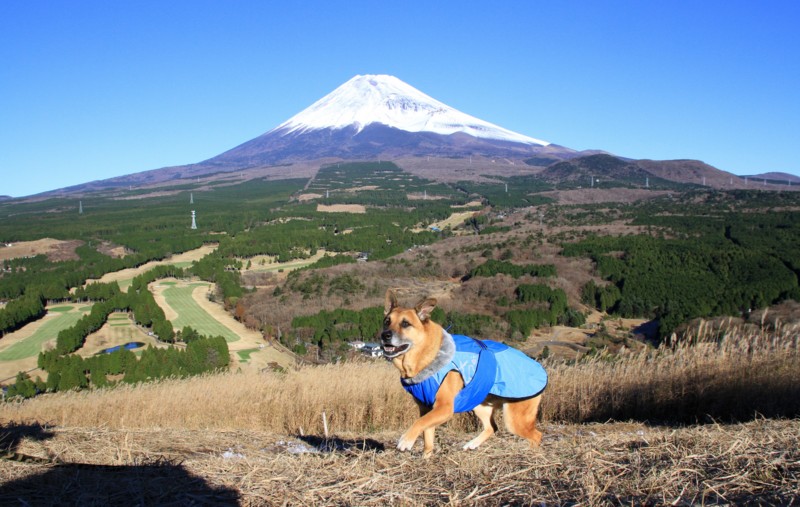 f:id:mamimami_LA:20151128085749j:plain