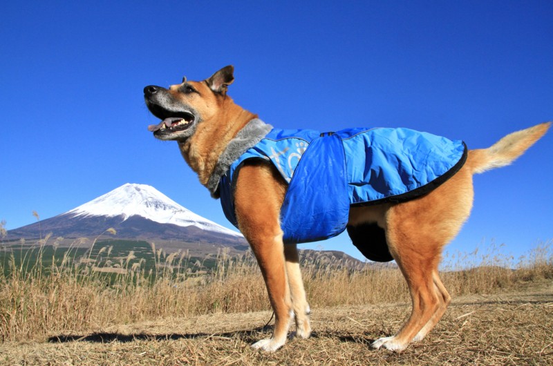 f:id:mamimami_LA:20151128091322j:plain