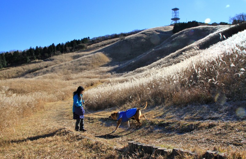 f:id:mamimami_LA:20151128093339j:plain