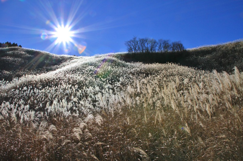 f:id:mamimami_LA:20151128093708j:plain