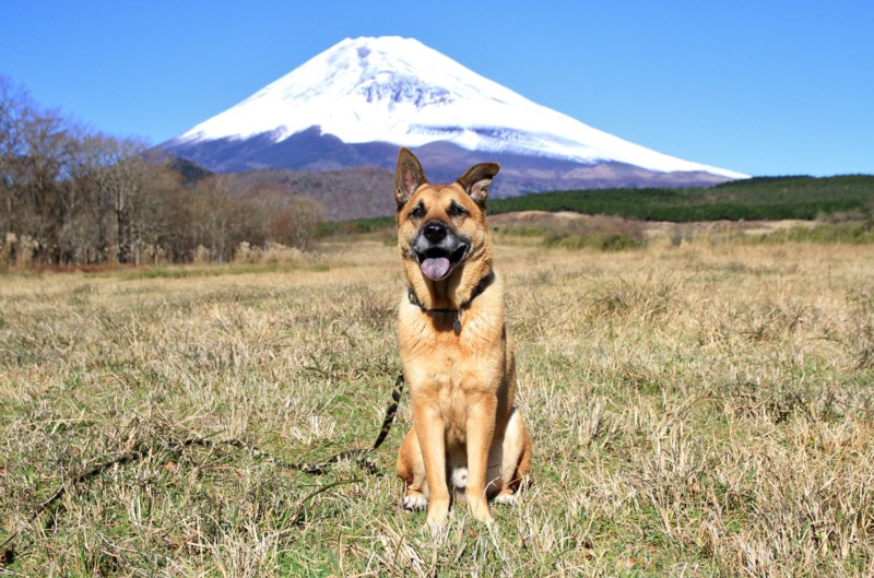 f:id:mamimami_LA:20151128100303j:plain