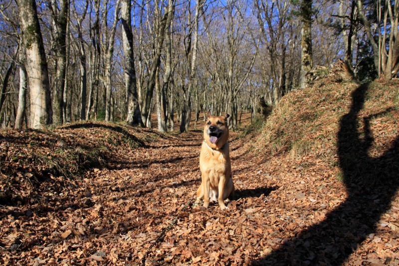 f:id:mamimami_LA:20151128101928j:plain