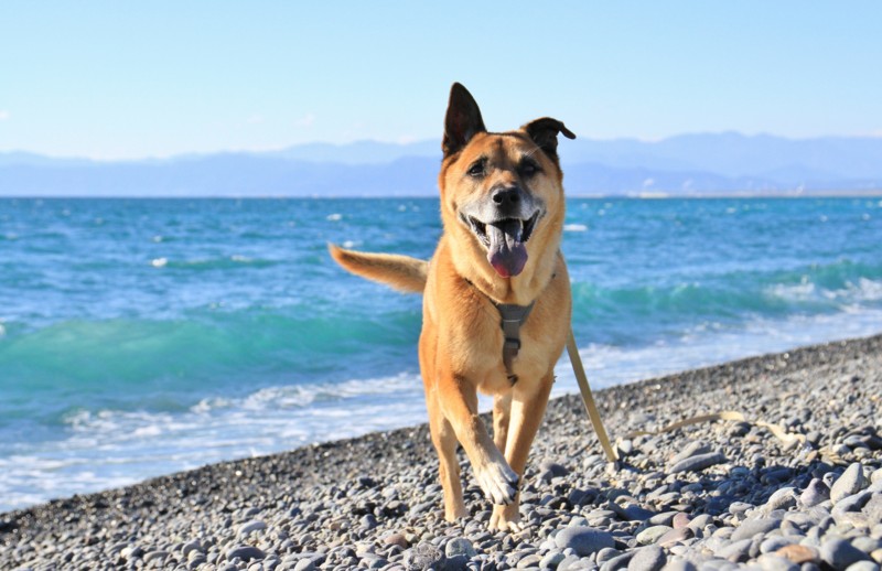 f:id:mamimami_LA:20151128133131j:plain