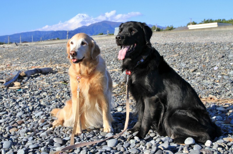 f:id:mamimami_LA:20151128142639j:plain