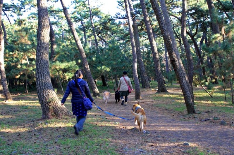 f:id:mamimami_LA:20151128145315j:plain