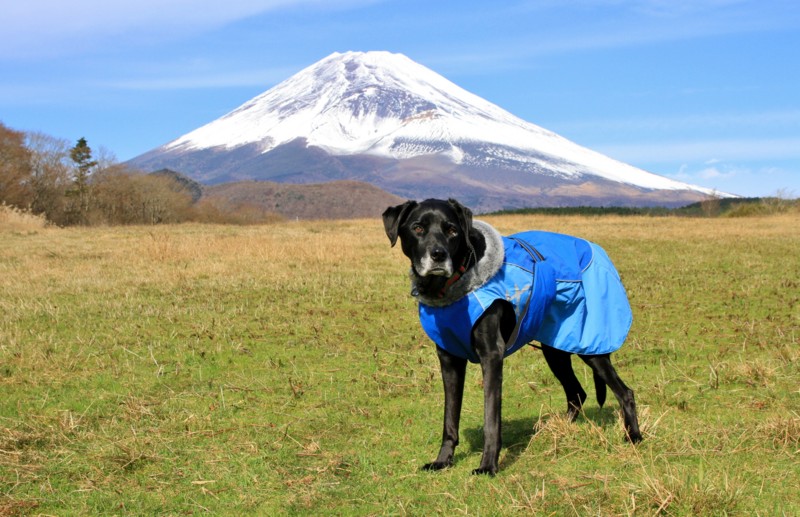 f:id:mamimami_LA:20151129103409j:plain