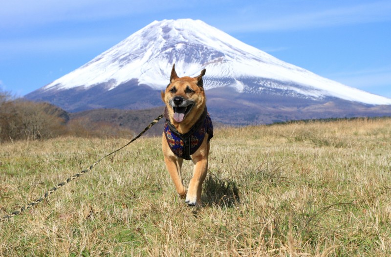 f:id:mamimami_LA:20151129103702j:plain