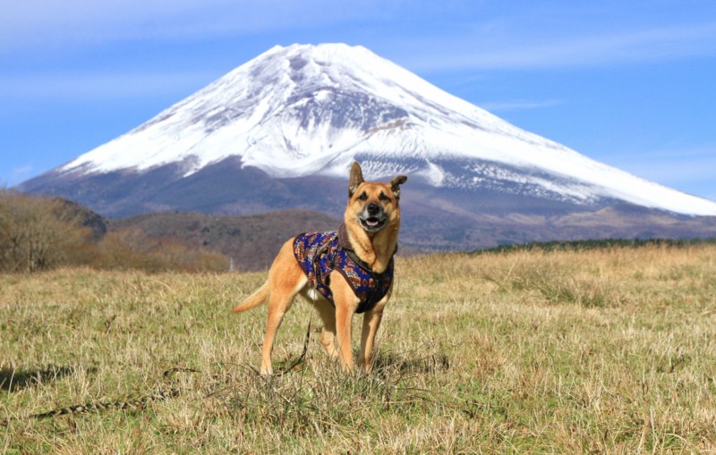 f:id:mamimami_LA:20151129103721j:plain