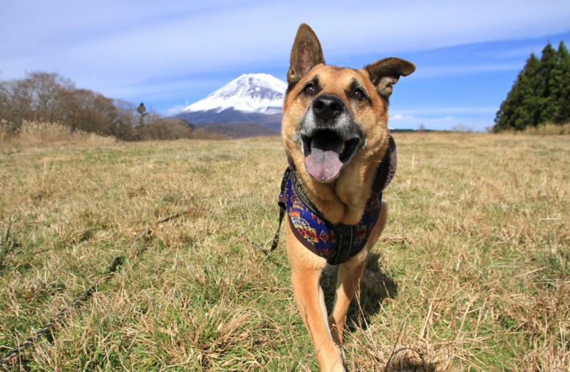 f:id:mamimami_LA:20151129103906j:plain