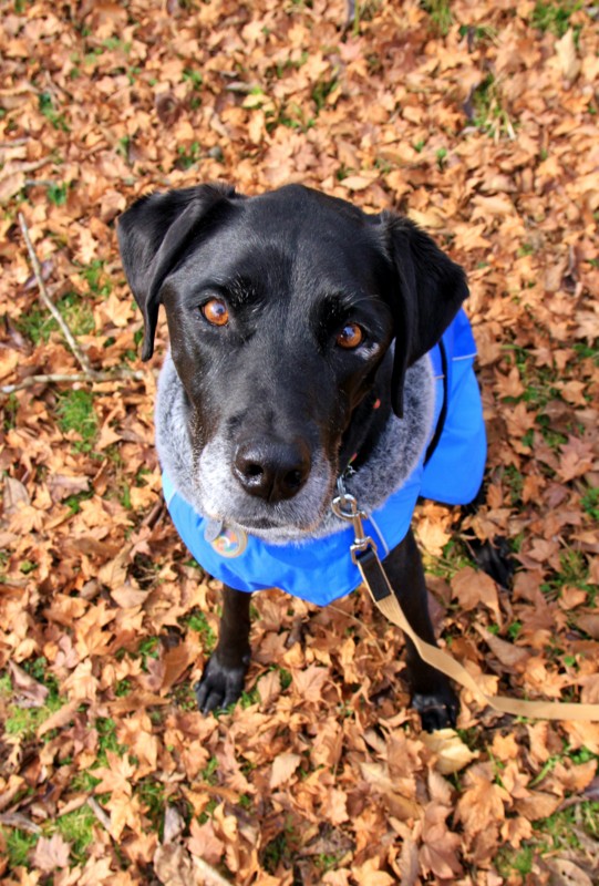 f:id:mamimami_LA:20151129112041j:plain