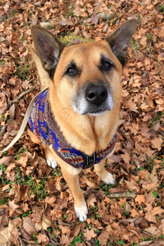 f:id:mamimami_LA:20151129112208j:plain