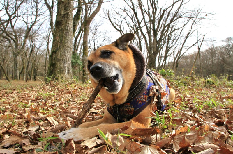 f:id:mamimami_LA:20151129113324j:plain