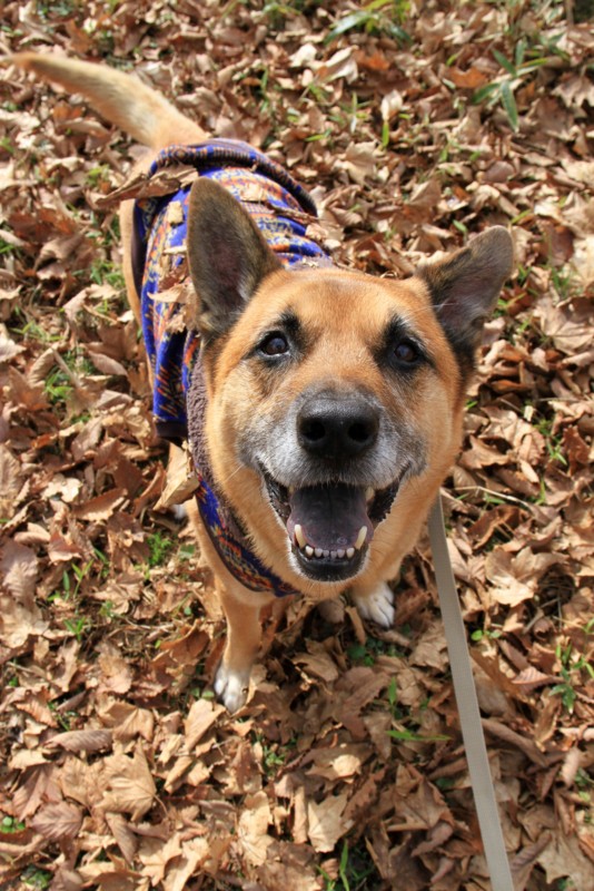 f:id:mamimami_LA:20151129113535j:plain