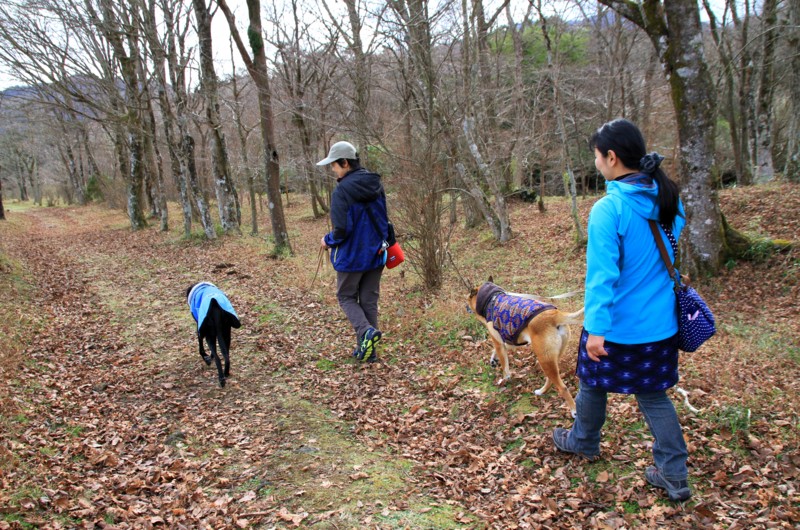 f:id:mamimami_LA:20151129115250j:plain