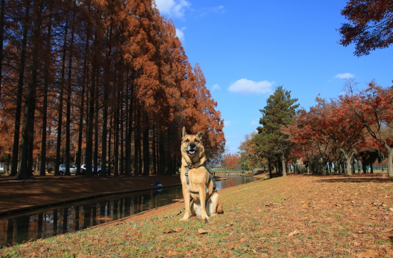 f:id:mamimami_LA:20151212120929j:plain