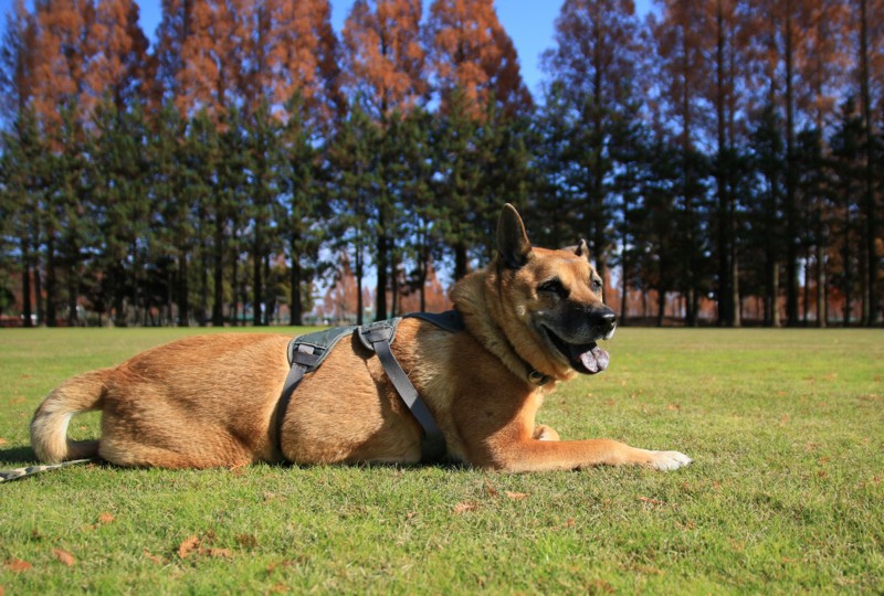 f:id:mamimami_LA:20151212121627j:plain