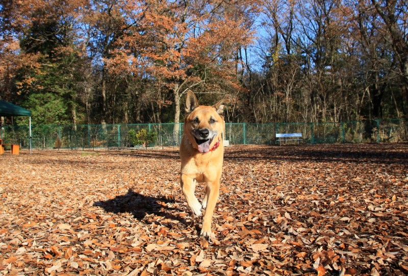 f:id:mamimami_LA:20151218091758j:plain