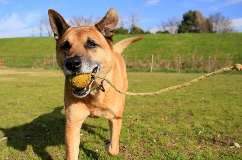 f:id:mamimami_LA:20151221104131j:plain