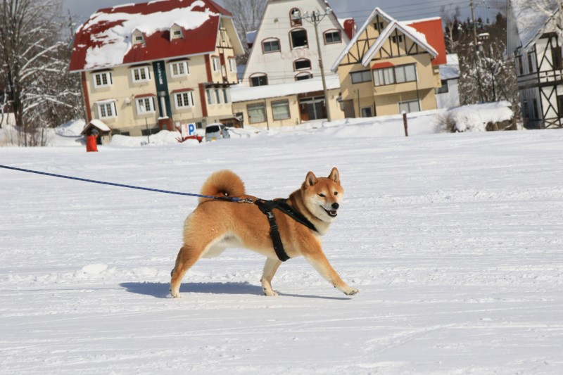 f:id:mamimami_LA:20160121114812j:plain