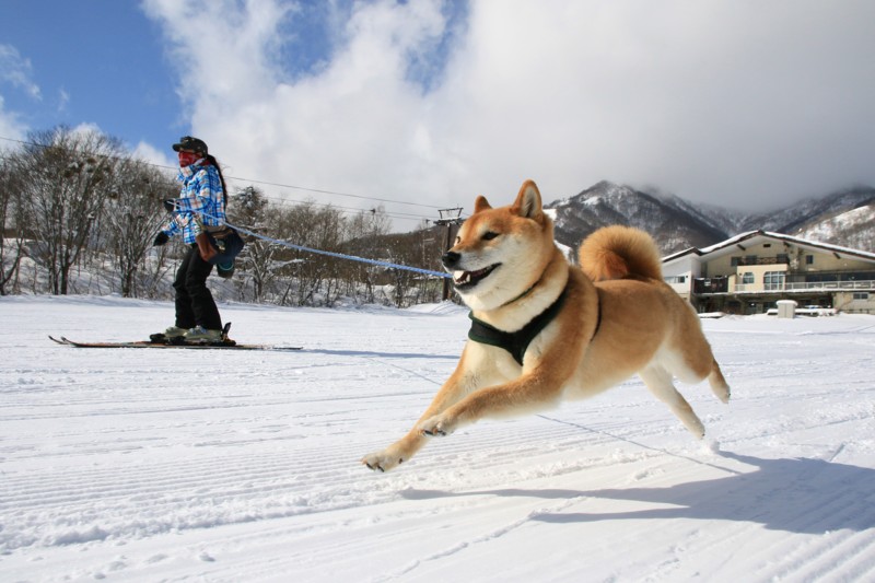 f:id:mamimami_LA:20160121122617j:plain