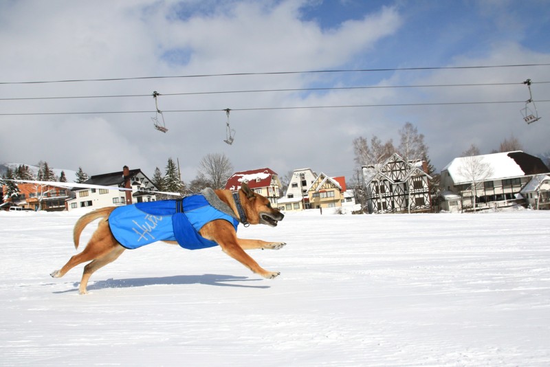 f:id:mamimami_LA:20160121123648j:plain