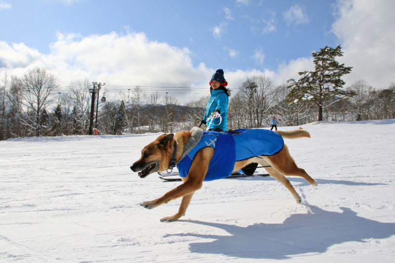 f:id:mamimami_LA:20160121123733j:plain