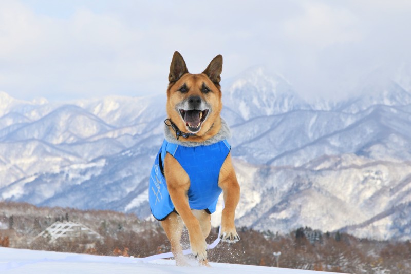 f:id:mamimami_LA:20160121132943j:plain