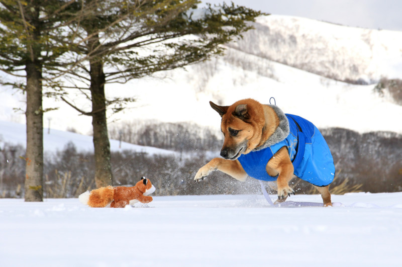 f:id:mamimami_LA:20160121133007j:plain