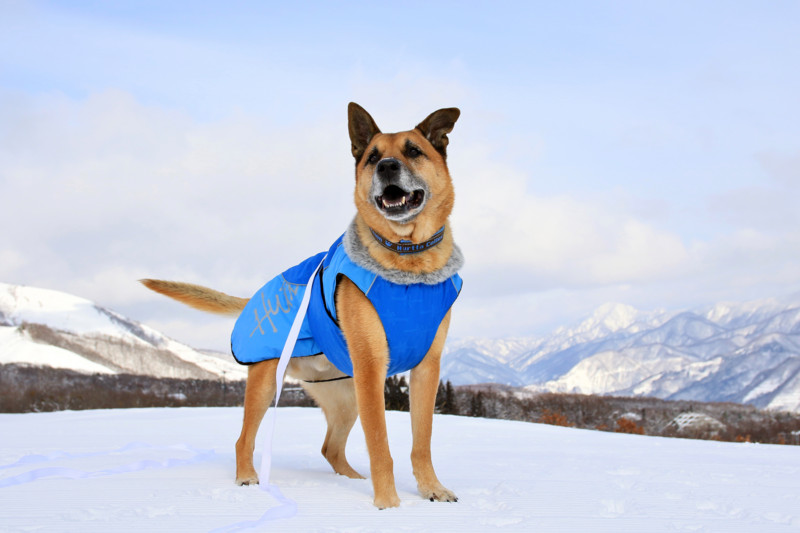 f:id:mamimami_LA:20160121133046j:plain