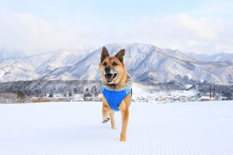 f:id:mamimami_LA:20160121133253j:plain