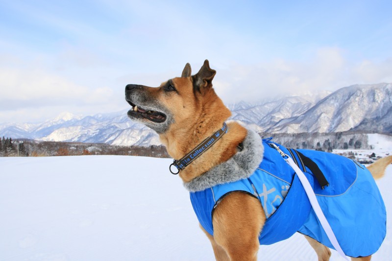 f:id:mamimami_LA:20160121133526j:plain