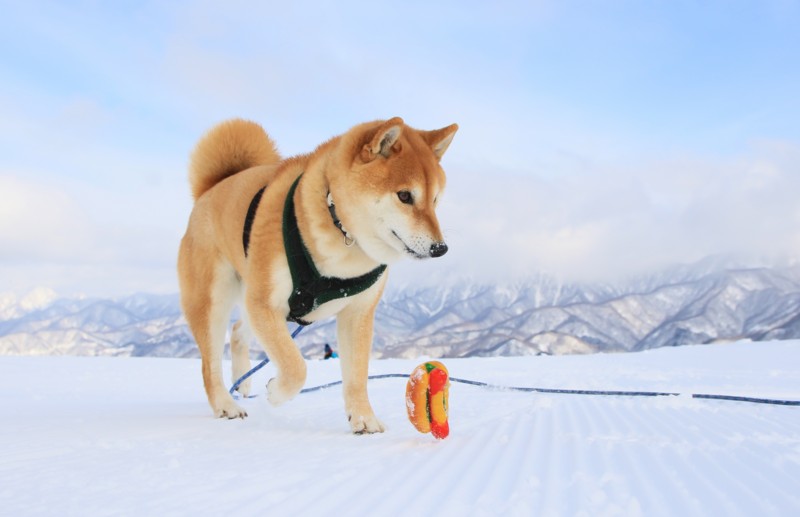 f:id:mamimami_LA:20160121133721j:plain