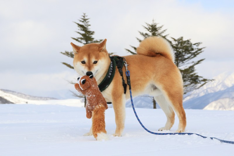 f:id:mamimami_LA:20160121133734j:plain