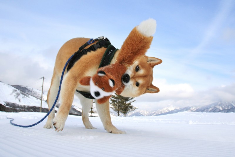 f:id:mamimami_LA:20160121134028j:plain