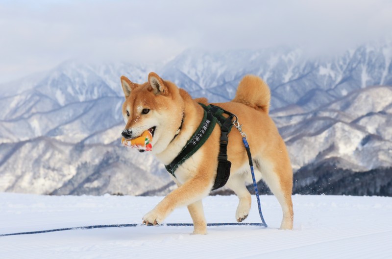 f:id:mamimami_LA:20160121134332j:plain