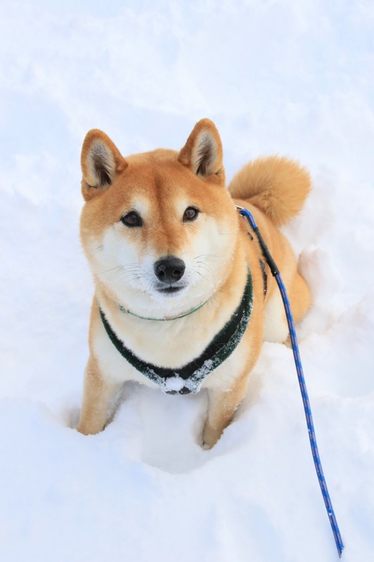 f:id:mamimami_LA:20160121135514j:plain