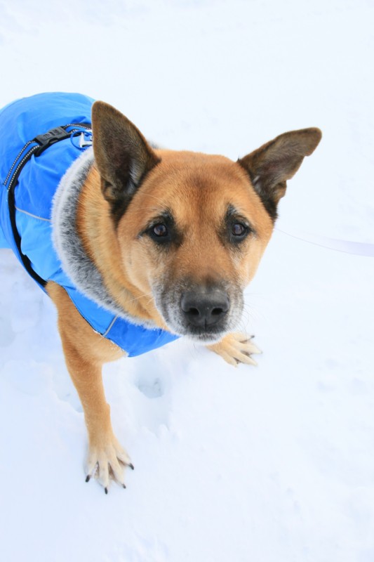 f:id:mamimami_LA:20160121135614j:plain