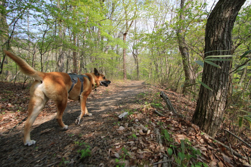 f:id:mamimami_LA:20160501141126j:plain