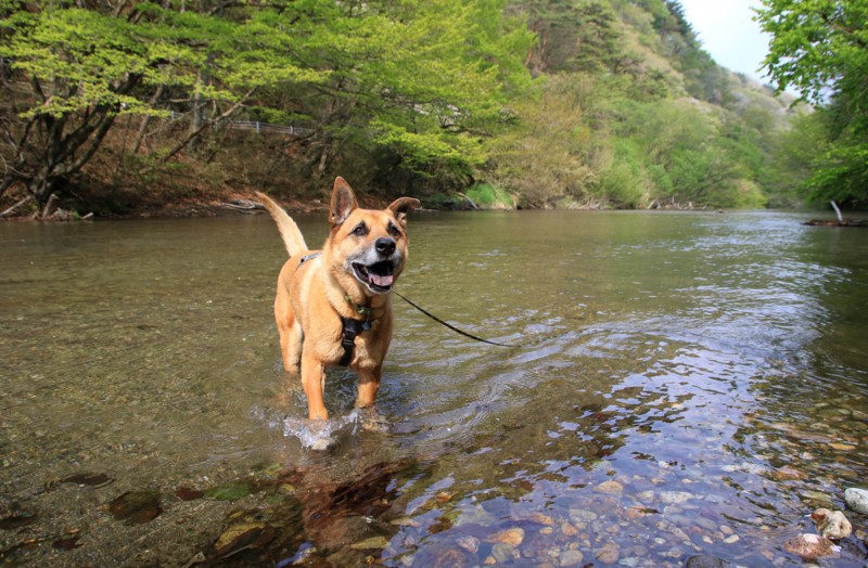 f:id:mamimami_LA:20160501143409j:plain