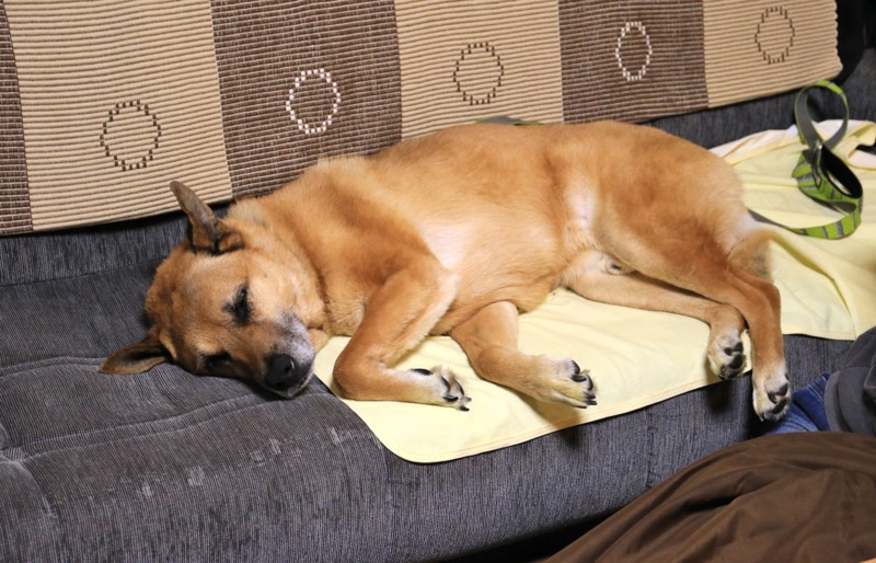 f:id:mamimami_LA:20160502200245j:plain