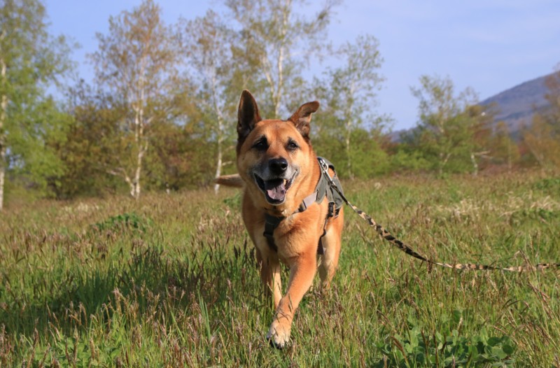 f:id:mamimami_LA:20160503065942j:plain