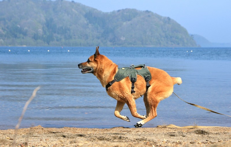 f:id:mamimami_LA:20160503081419j:plain