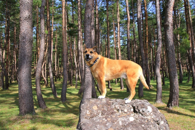 f:id:mamimami_LA:20160503091502j:plain