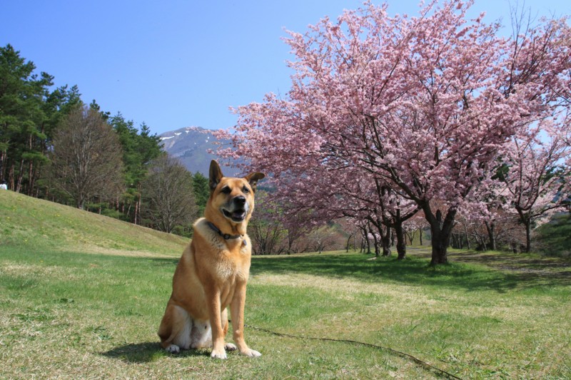 f:id:mamimami_LA:20160503091745j:plain