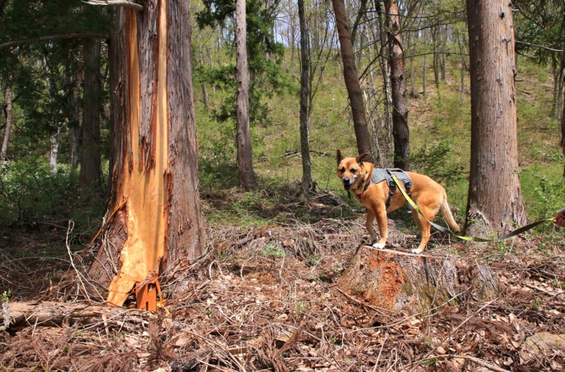 f:id:mamimami_LA:20160503105944j:plain